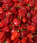 Red Habanero Peppers