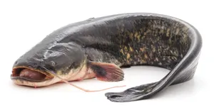 Fresh Catfish
