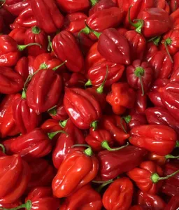 Red Habanero Peppers