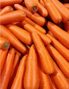Crisp Organic Carrots